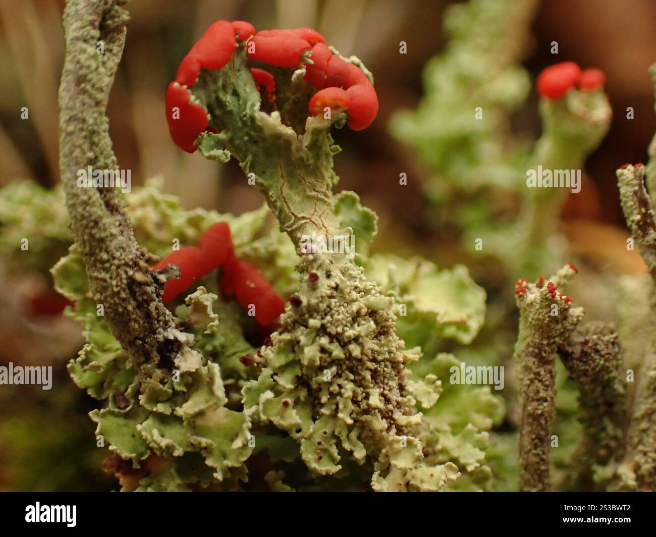 Soldats jouets (Cladonia bellidiflora) Banque D'Images