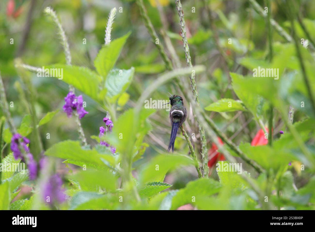Queue d'épi à crête métallique (Discosura popelairii) Banque D'Images