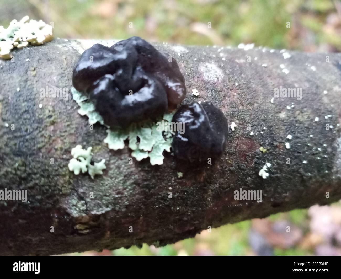 Beurre de Warlock (Exidia nigricans) Banque D'Images