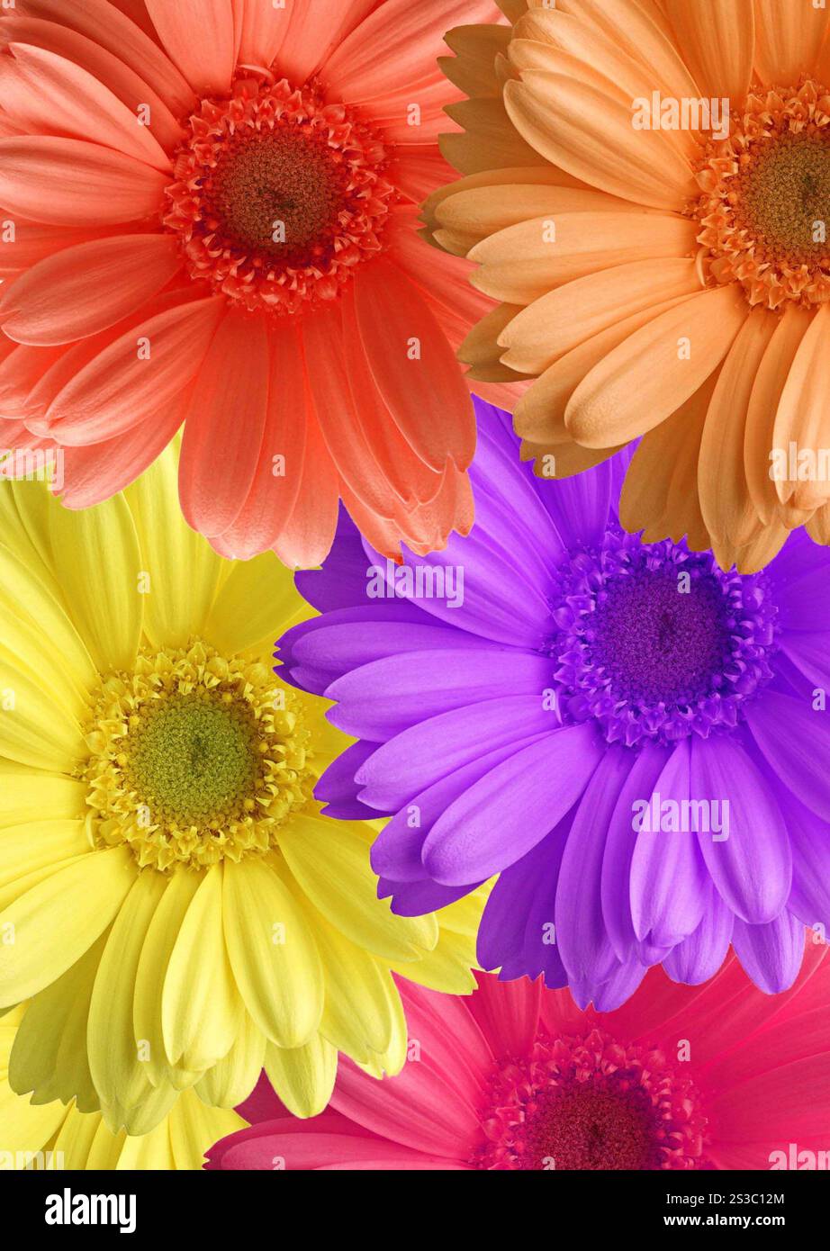 Fond de fleurs ou texture gros plan. Fleurs Banque D'Images