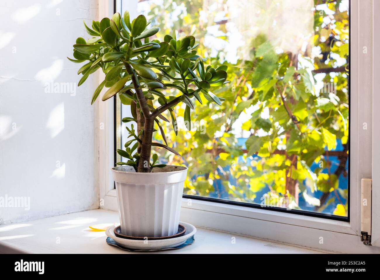 plante d'intérieur sur le rebord de la fenêtre et vue sur le vignoble ensoleillé dans la cour arrière de la maison de village le jour ensoleillé d'automne Banque D'Images