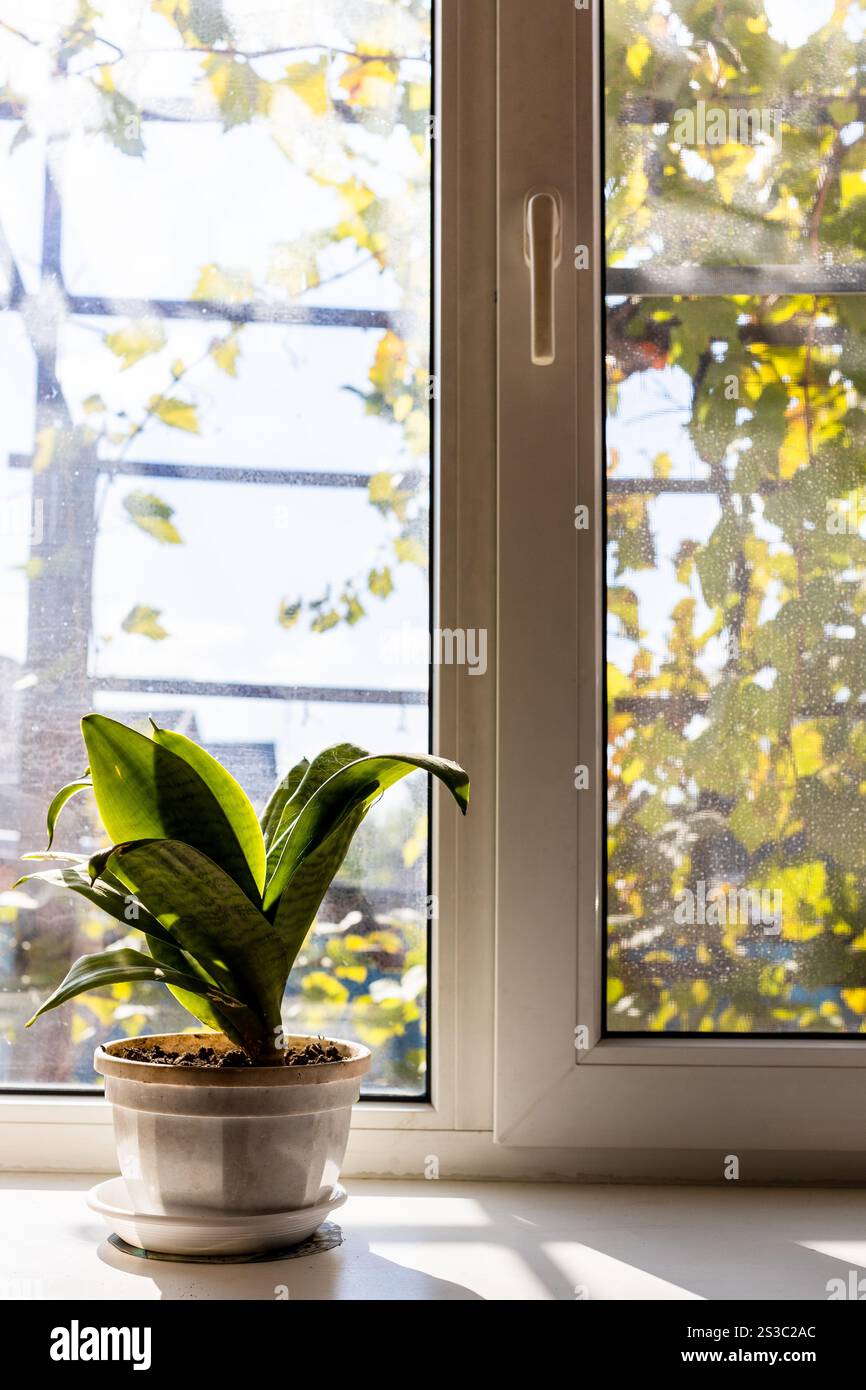 plante d'intérieur sur le rebord de la fenêtre de la maison de village le jour ensoleillé d'automne Banque D'Images