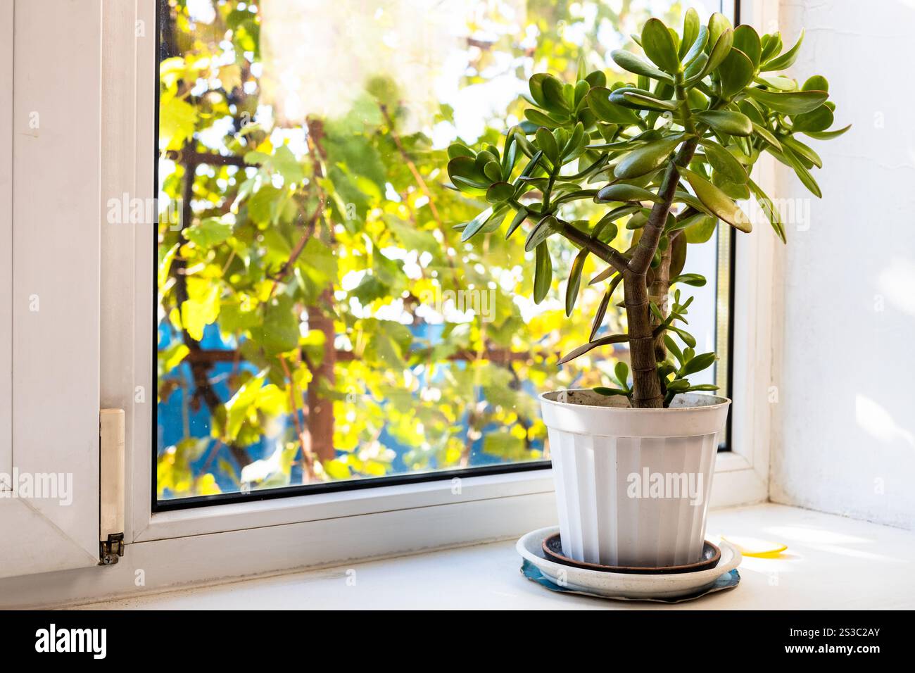 plante d'intérieur sur le rebord de la fenêtre et vue sur le vignoble éclairé par le soleil dans la cour arrière de la maison de village le jour ensoleillé d'automne Banque D'Images