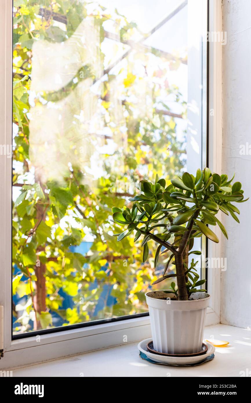 plante d'intérieur sur le rebord de la fenêtre du chalet le jour ensoleillé d'automne Banque D'Images