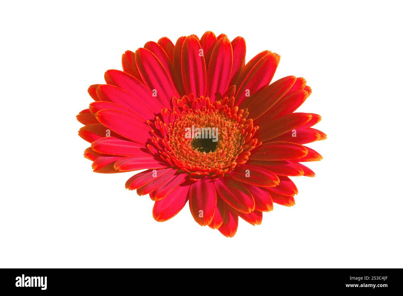 Fleur rouge gros plan. Fleur violette gros plan Banque D'Images Fleur rouge gros plan. Fleur violette gros plan Banque D'Images