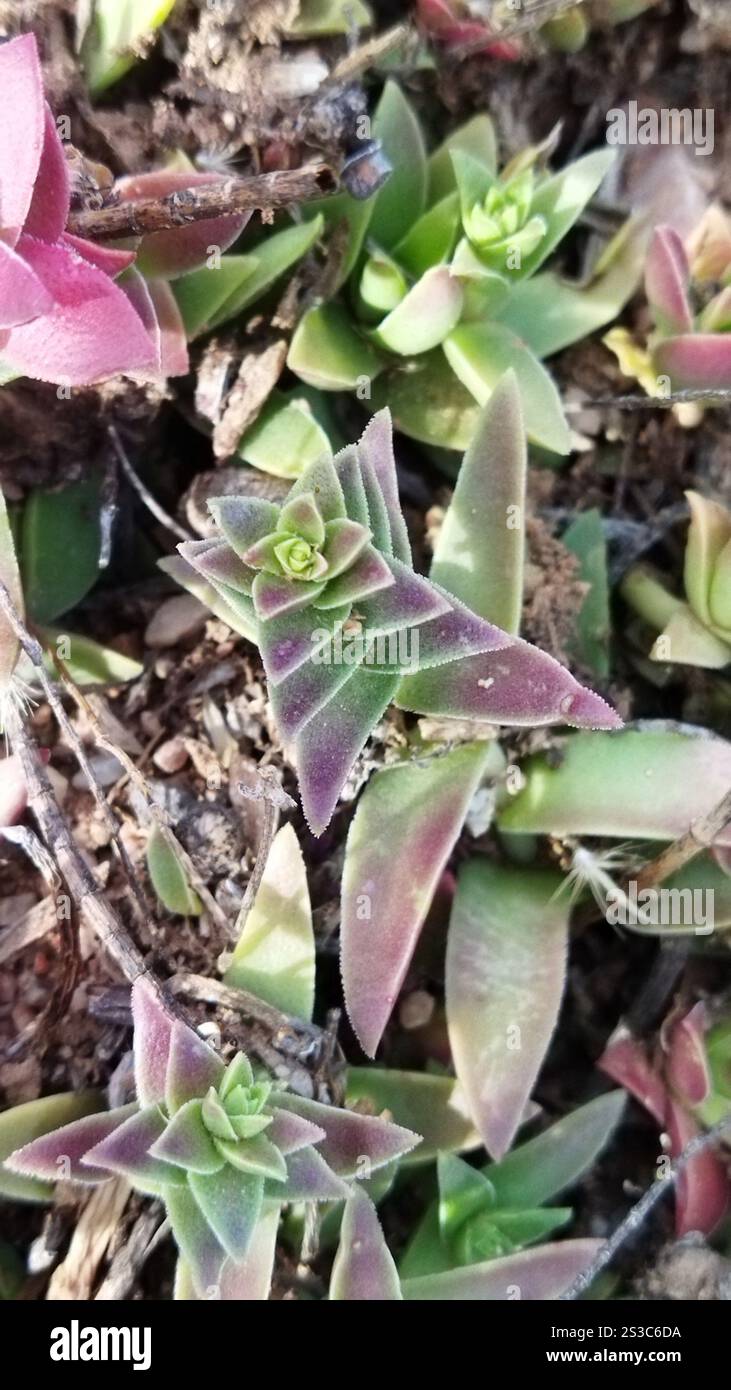Redspot Stonecrop (Crassula capitella) Banque D'Images Redspot Stonecrop (Crassula capitella) Banque D'Images