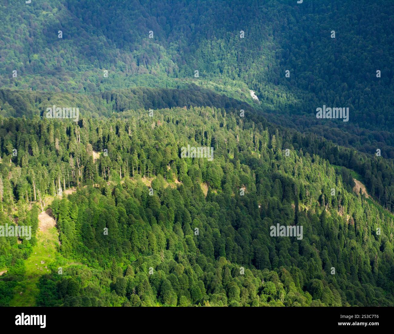 green forrest à flanc de montagne Banque D'Images