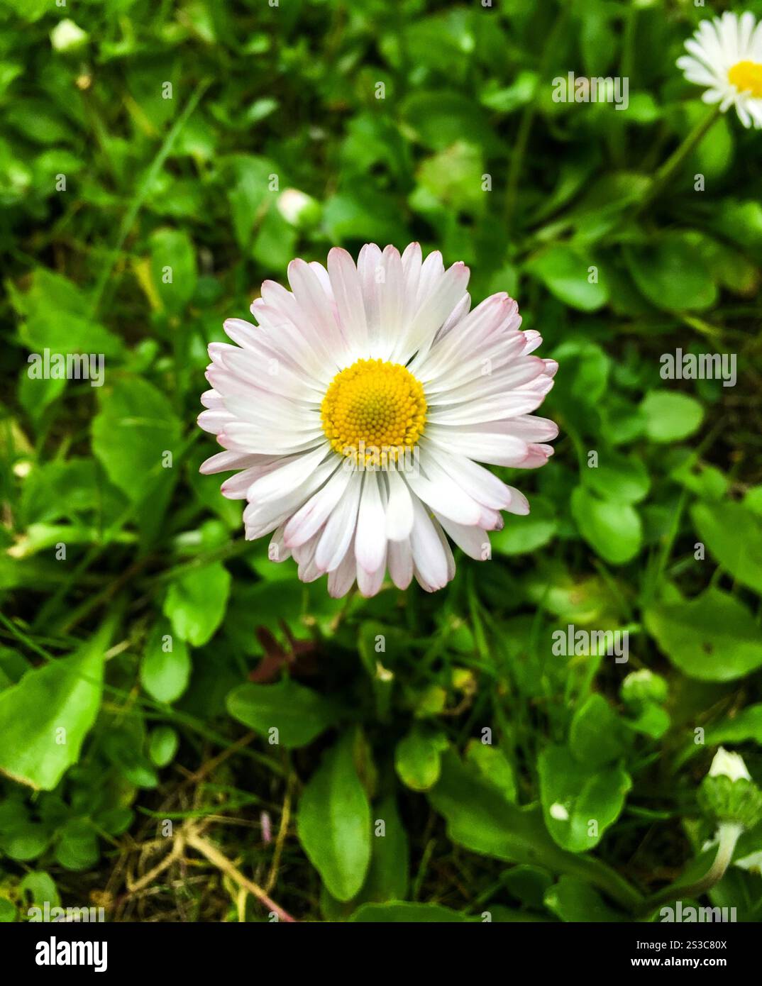Fleur blanche en vert Banque D'Images