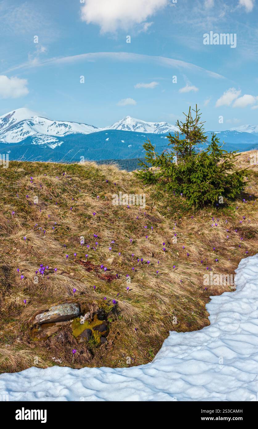 Fleurs de couleur pourpre violet Crocus heuffelianus (Crocus vernus) fleurs alpines sur plateau de montagne des Carpates au printemps, la vallée de l'Ukraine, l'Europe. Banque D'Images