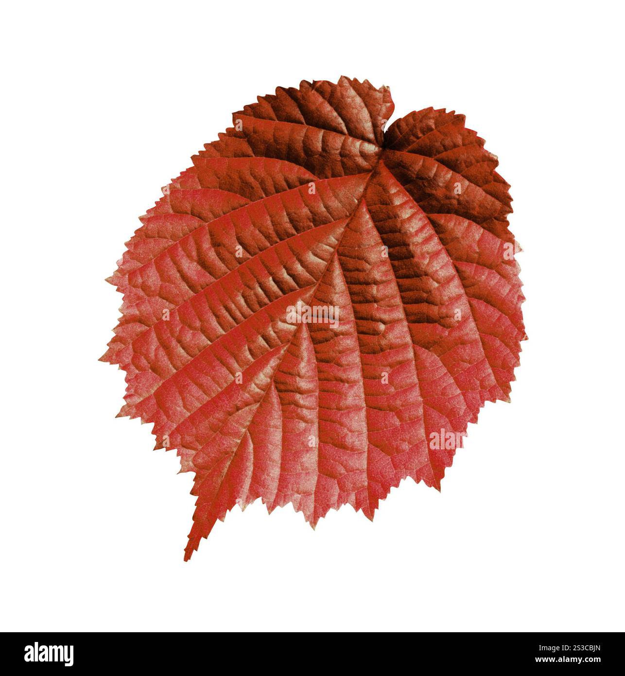 Feuille rouge isolée sur blanc. Feuille verte isolée sur blanc Banque D'Images