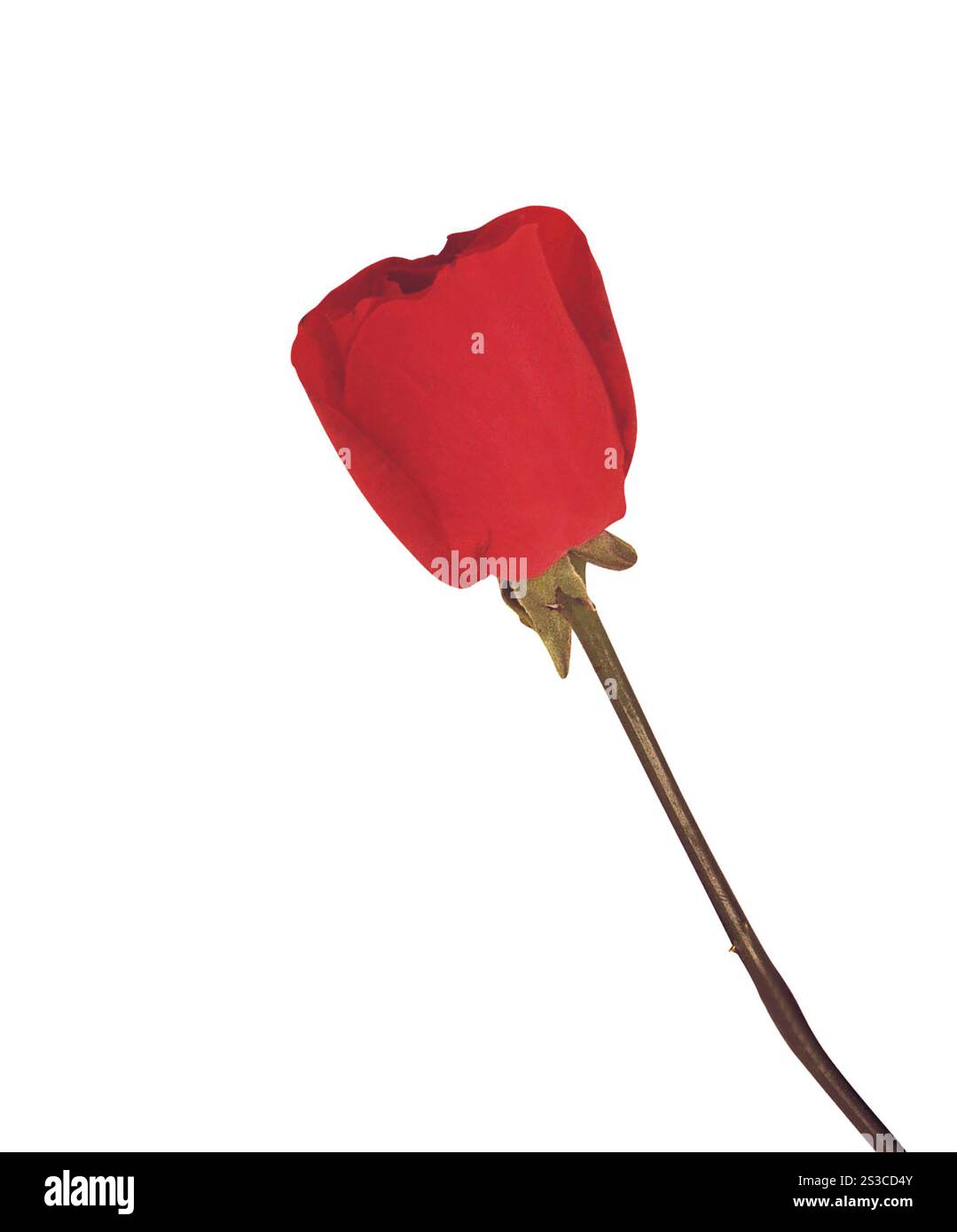 Rose rouge sur fond blanc Banque D'Images