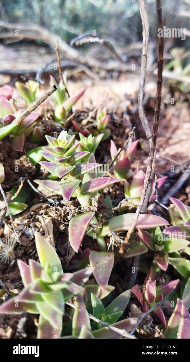 Redspot Stonecrop (Crassula capitella) Banque D'Images Redspot Stonecrop (Crassula capitella) Banque D'Images