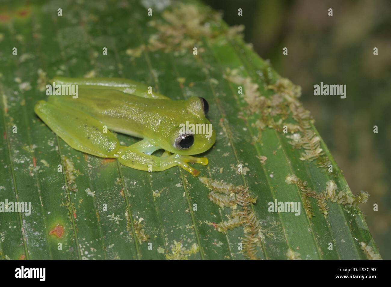 Grenouille en verre émeraude (Espadarana prosoblepon) Banque D'Images
