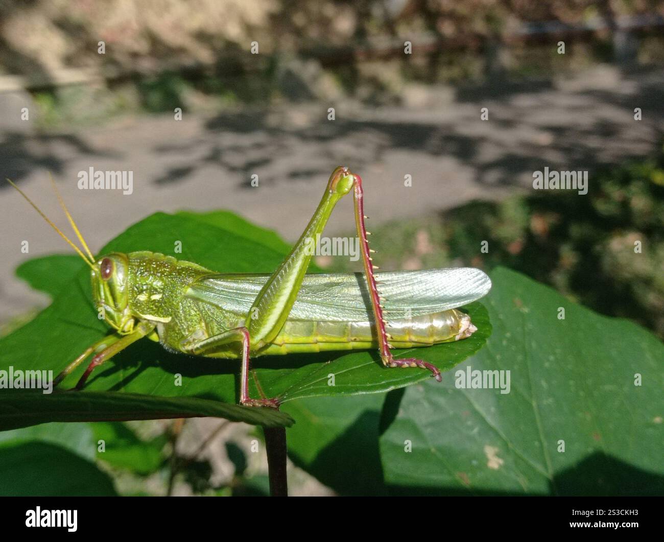 Grande sauterelle verte (Chondracris rosea) Banque D'Images