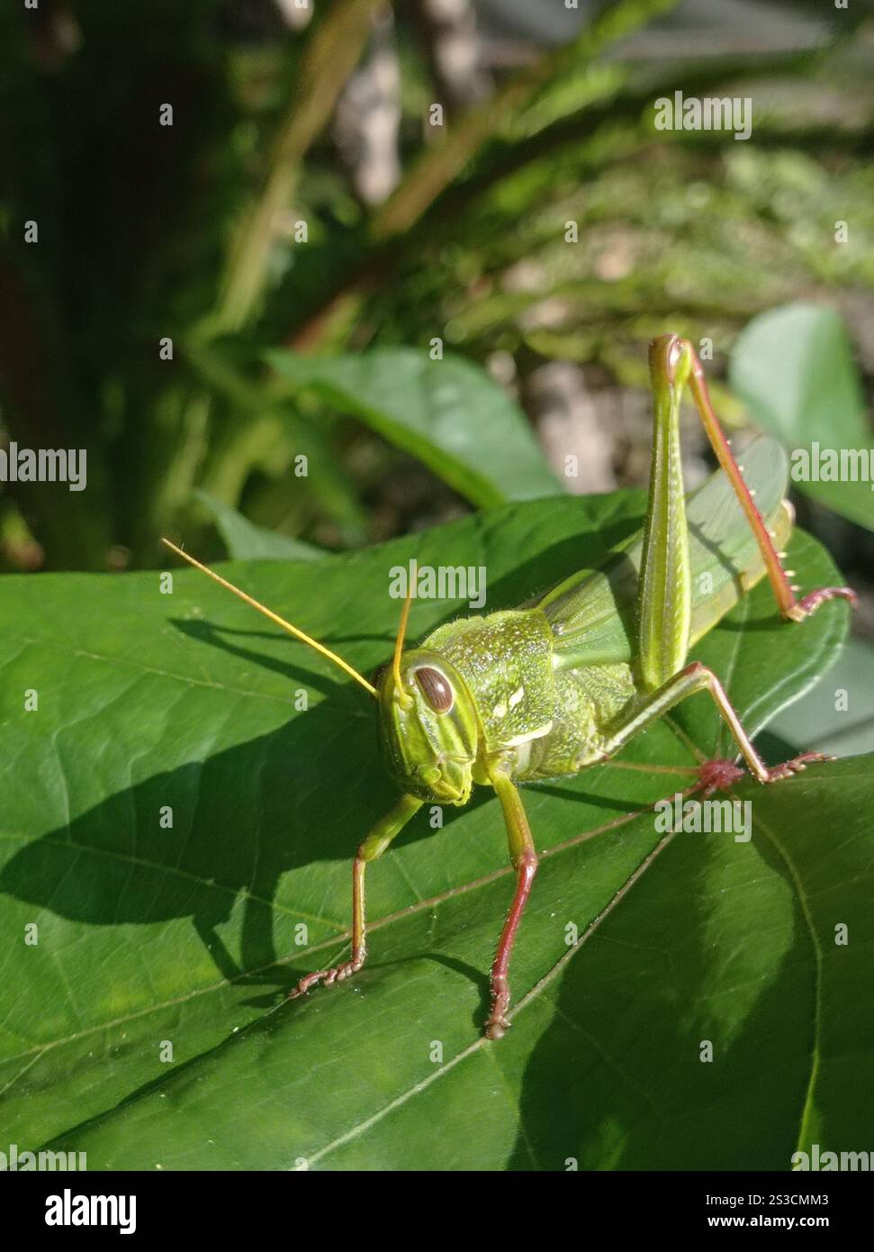 Grande sauterelle verte (Chondracris rosea) Banque D'Images
