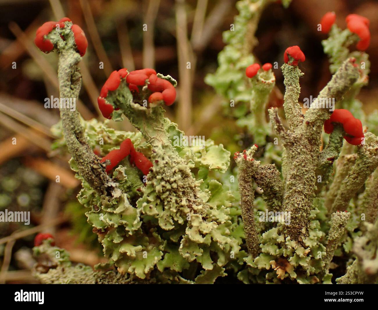Soldats jouets (Cladonia bellidiflora) Banque D'Images