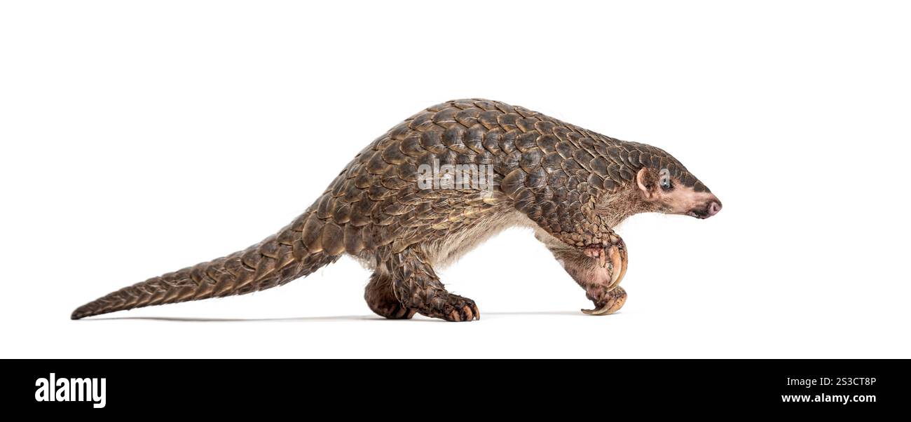 Pangopup de dix mois, pangolins chinois, Manis pentadactyla, isolé sur blanc Banque D'Images