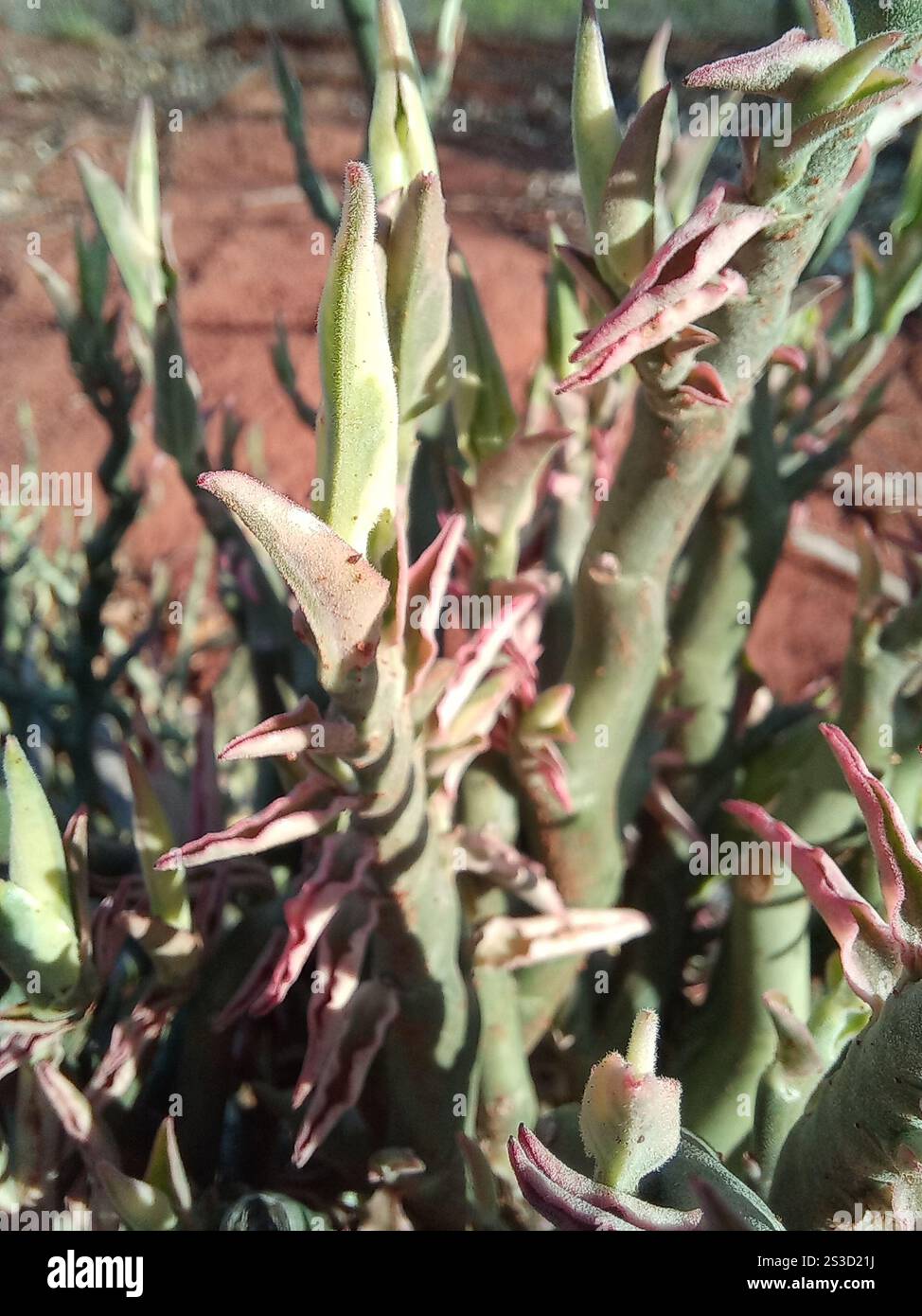 Colonne vertébrale du diable (Euphorbia tithymaloides) Banque D'Images