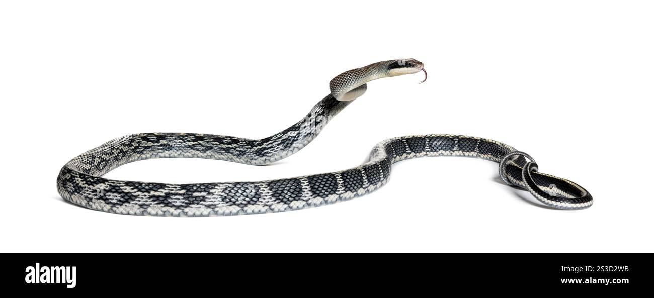 Rat de beauté serpent sa langue fourchue pour sentir, Elaphe taeniura, également appelé le serpent de beauté Banque D'Images