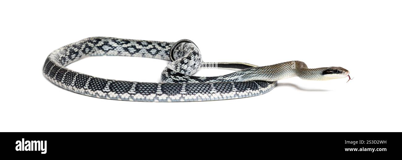 Rat de beauté serpent sa langue fourchue pour sentir, Elaphe taeniura, également appelé le serpent de beauté Banque D'Images