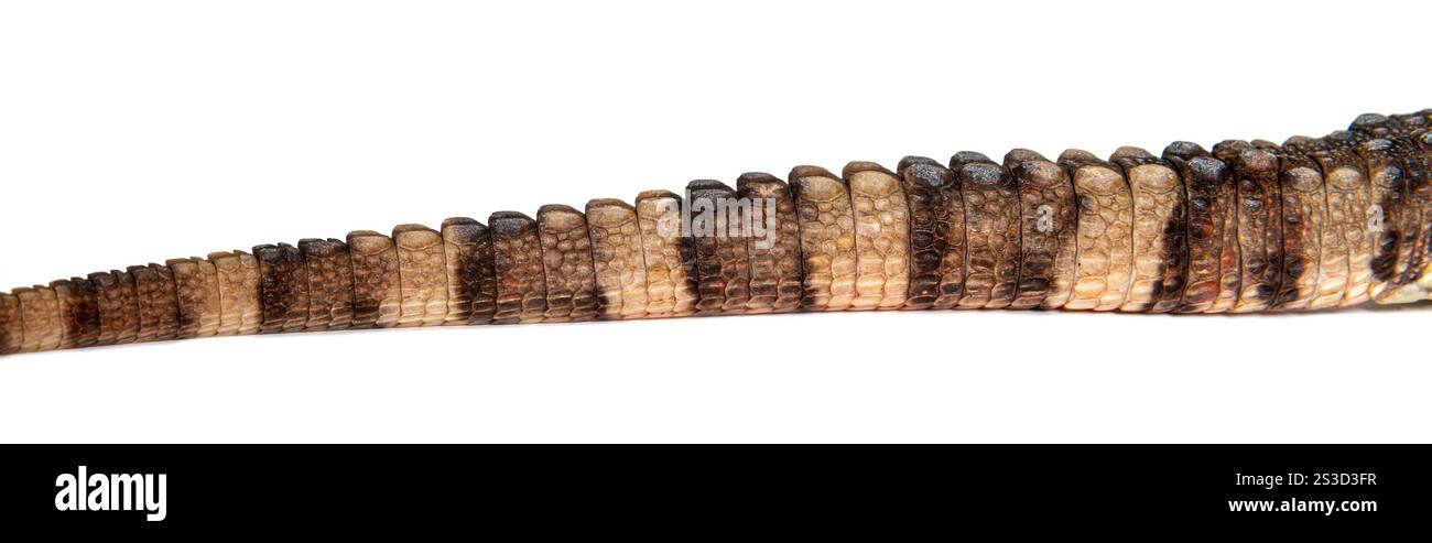 Focus sur la queue d'un lézard crocodile chinois, shinisaurus crocodilurus, isolé sur blanc Banque D'Images
