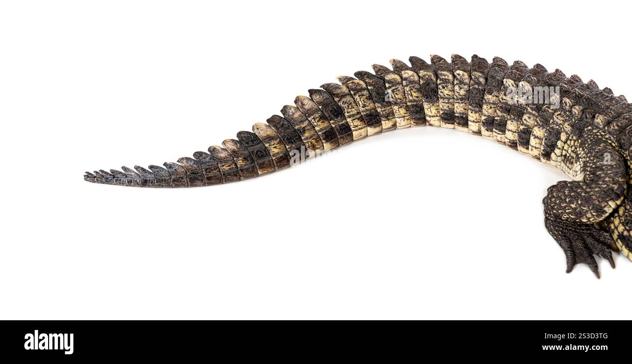 Focus sur la queue d'un crocodile du Nil, Crocodylus niloticus, isolé sur blanc Banque D'Images