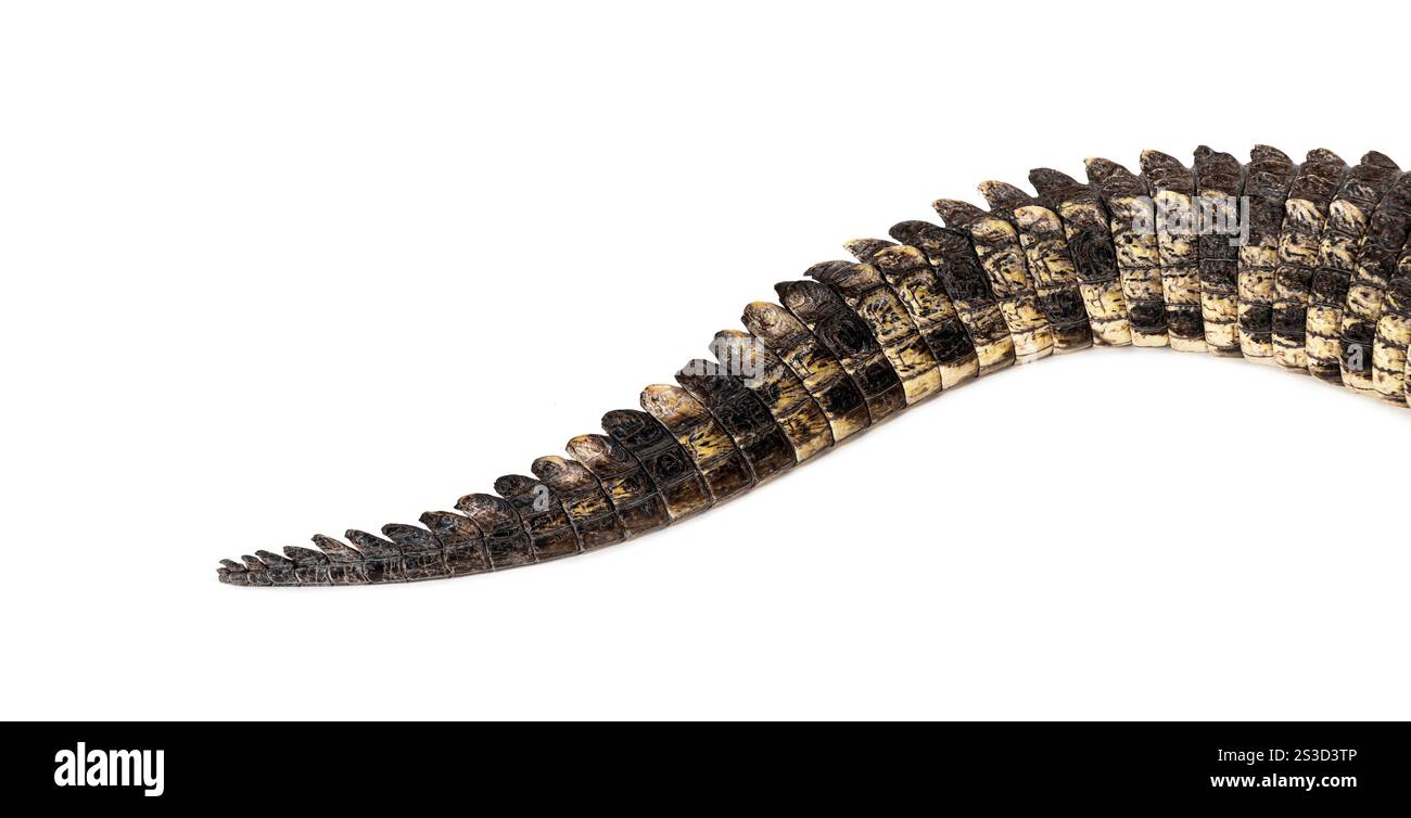 Focus sur la queue d'un crocodile du Nil, Crocodylus niloticus, isolé sur blanc Banque D'Images