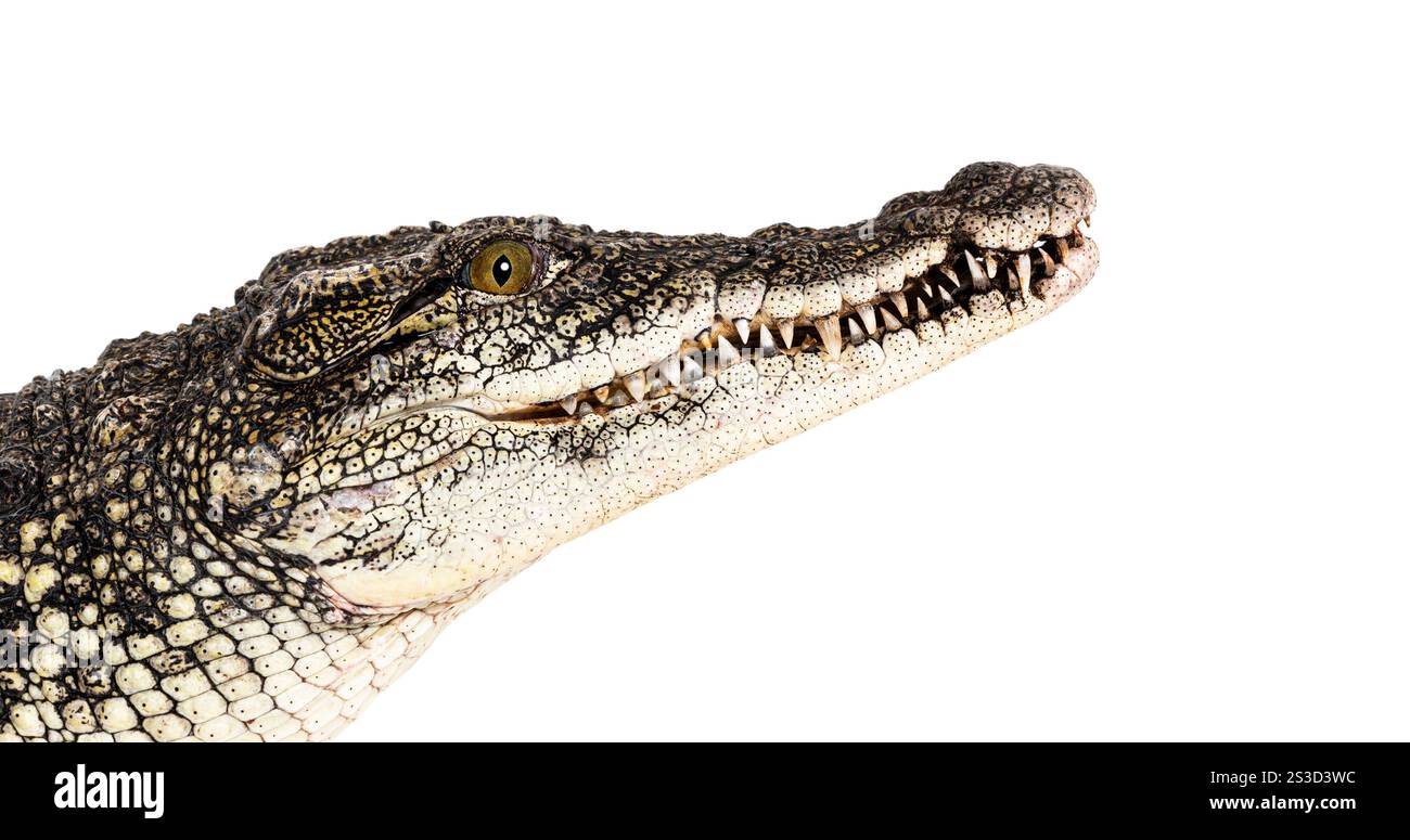 Plan de tête d'un crocodile du Nil, Crocodylus niloticus, isolé sur blanc Banque D'Images