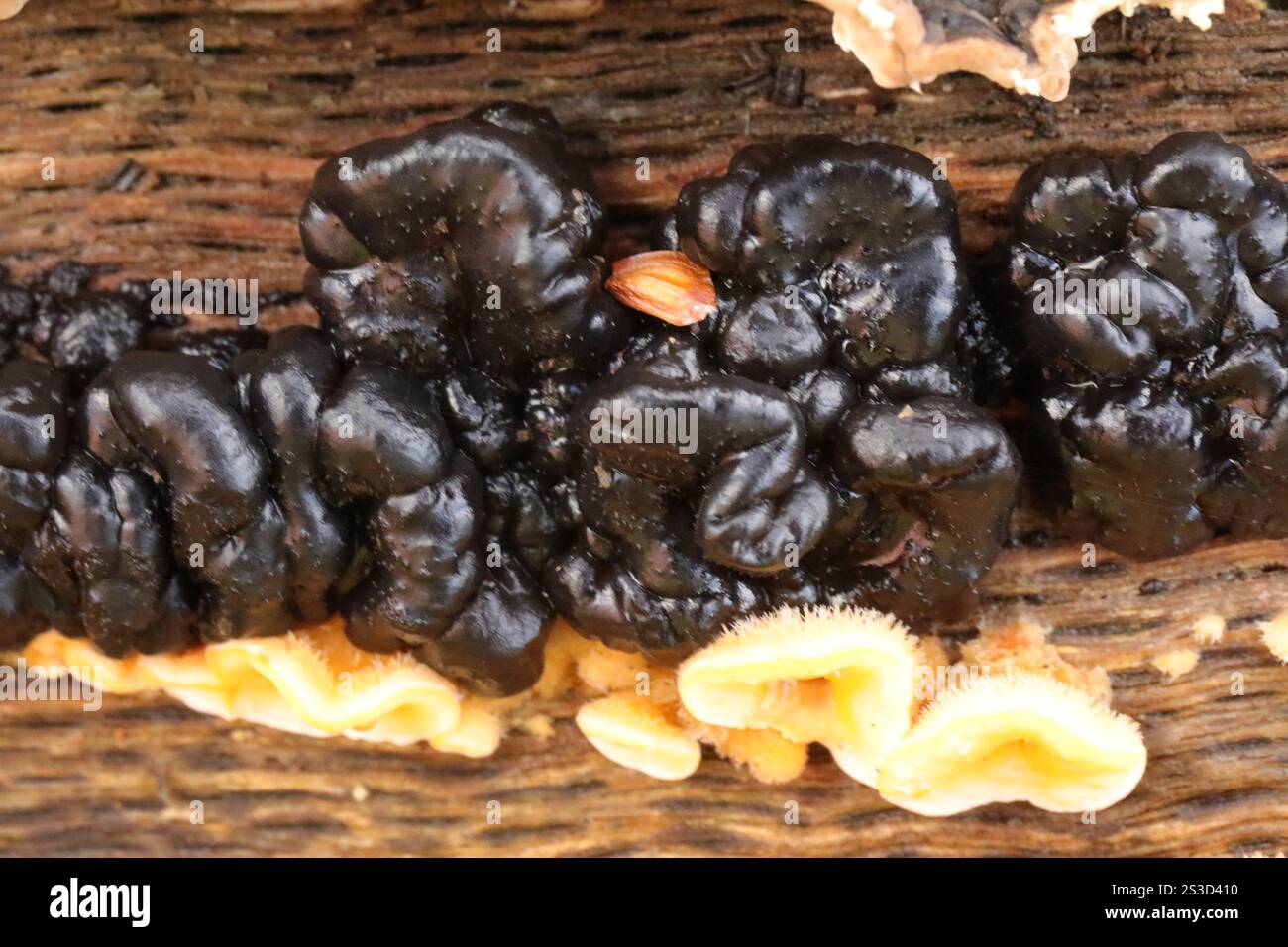 Beurre de Warlock (Exidia nigricans) Banque D'Images