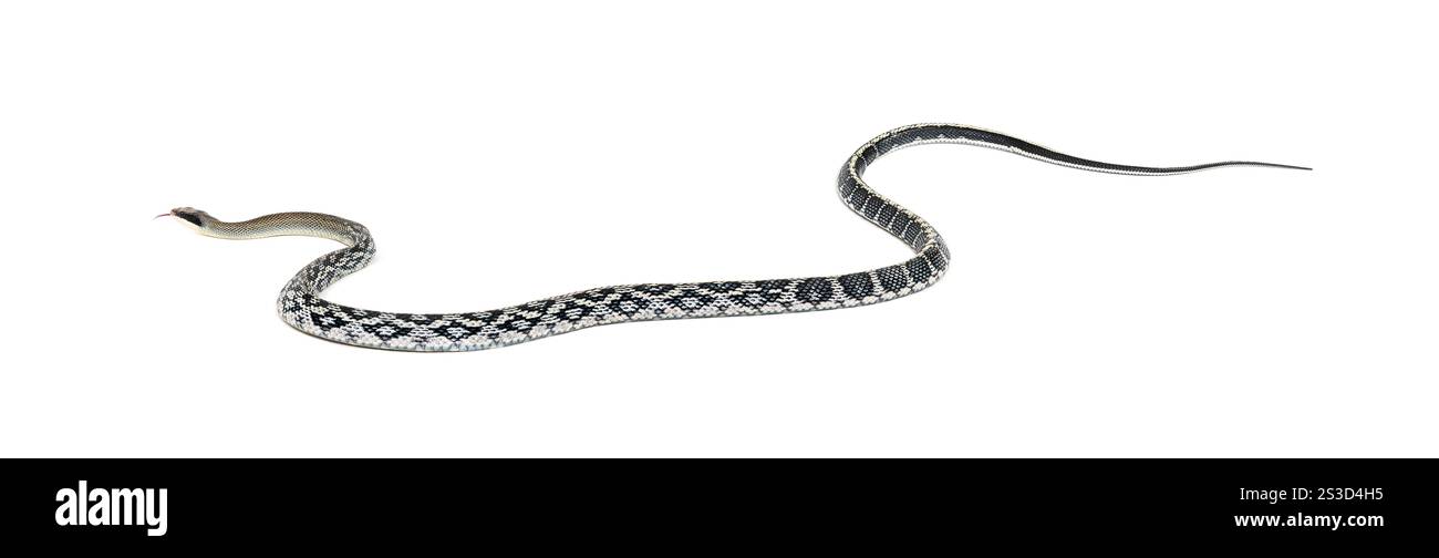 Serpent rat de beauté, Elaphe taeniura, isolé sur blanc Banque D'Images