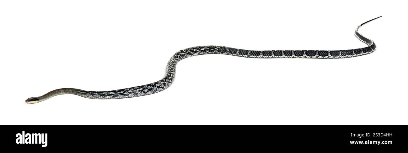 Serpent rat de beauté, Elaphe taeniura, isolé sur blanc Banque D'Images