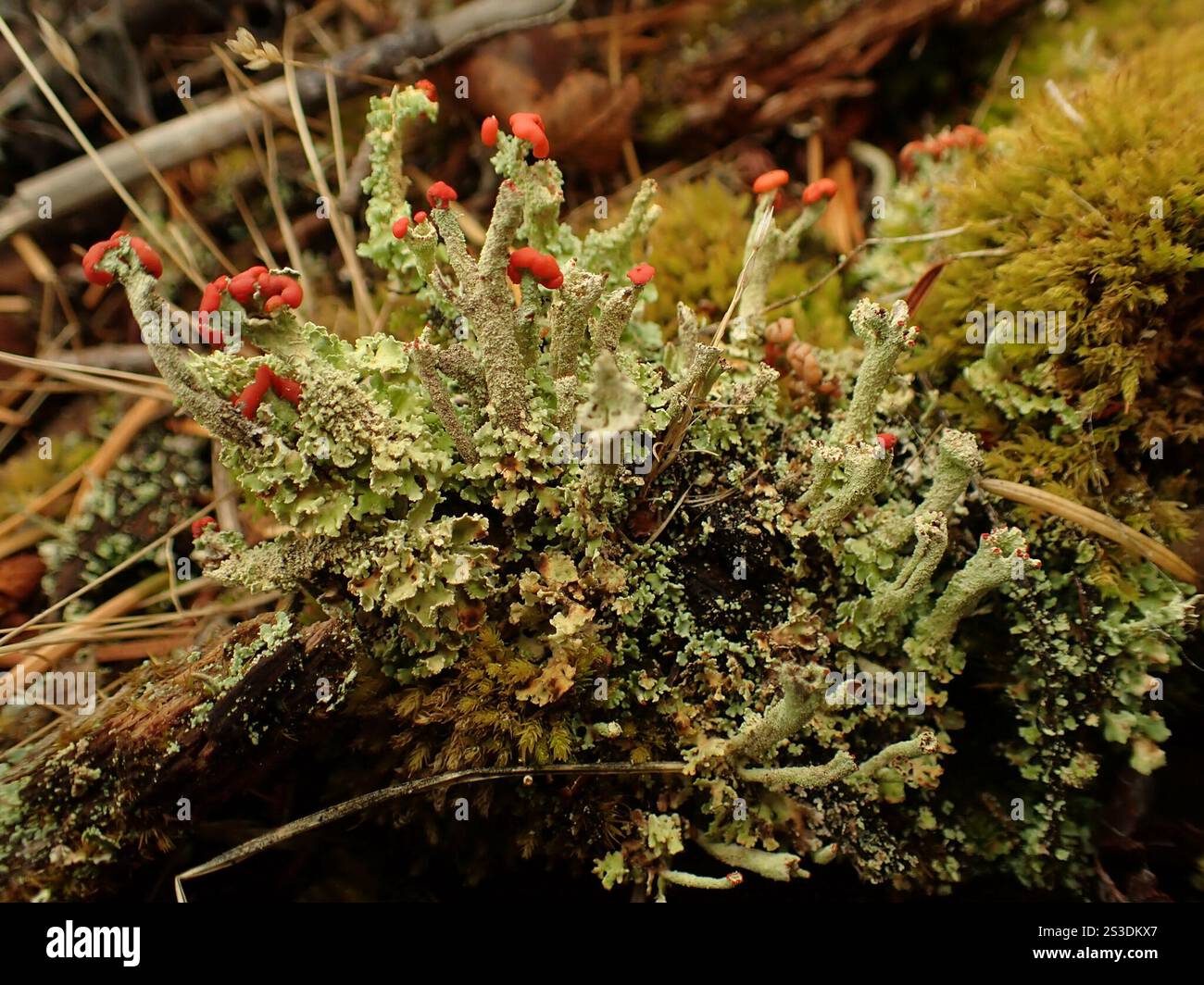 Soldats jouets (Cladonia bellidiflora) Banque D'Images