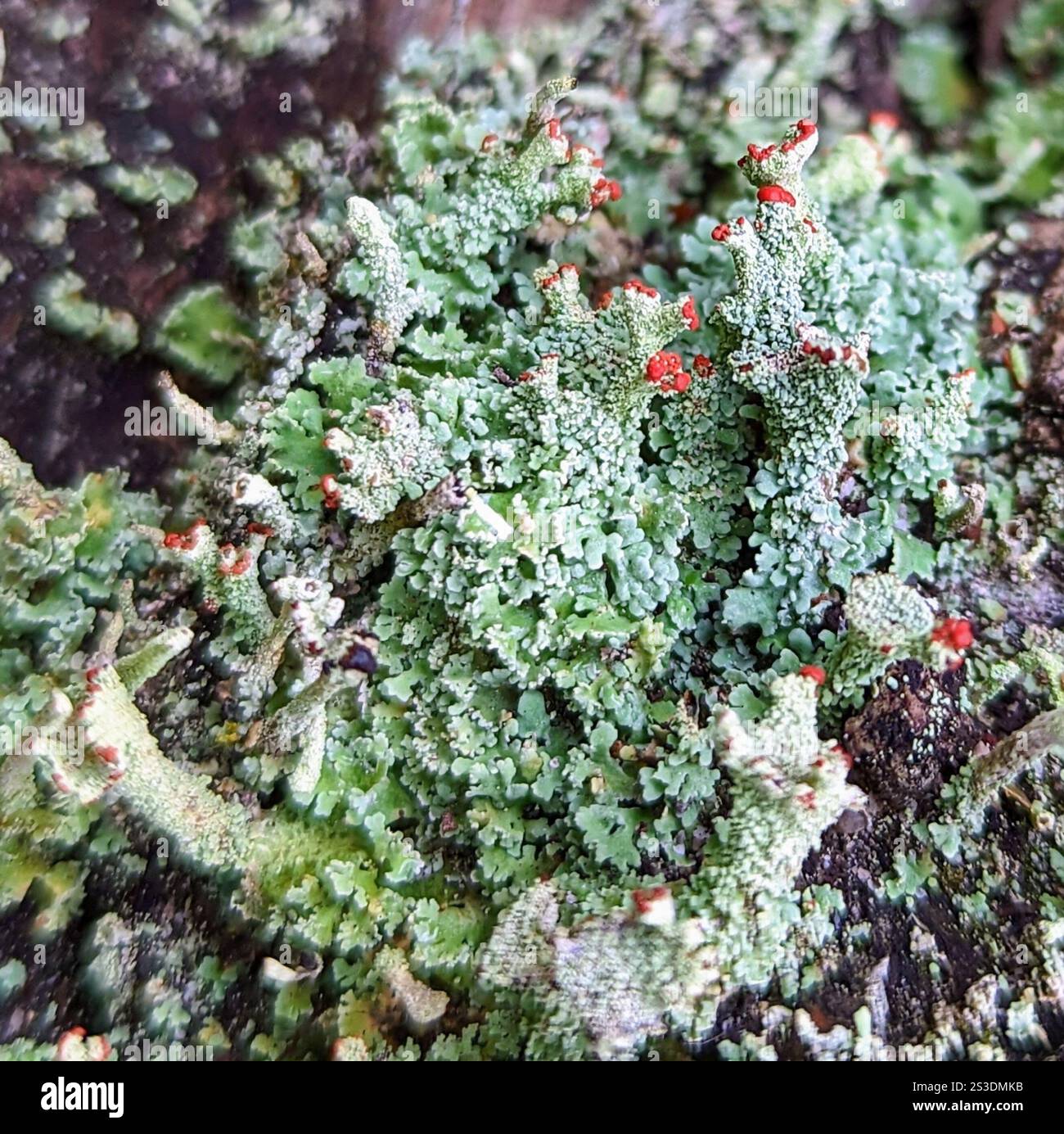 Soldats jouets (Cladonia bellidiflora) Banque D'Images