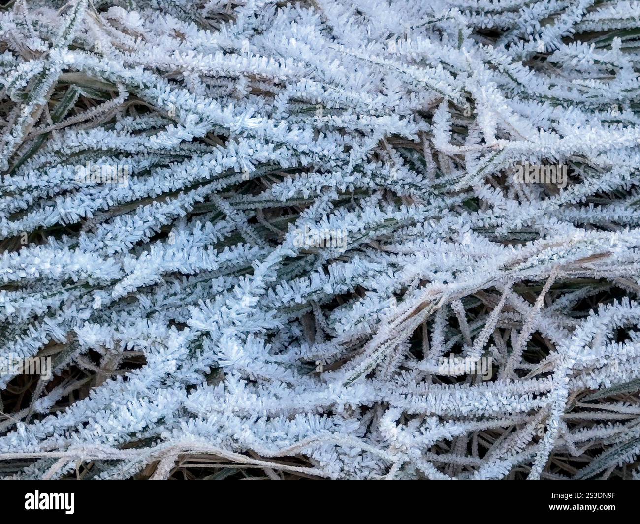 Givre cristallin (givre de houle ou givre de rayonnement) provenant du dépôt de vapeur d'eau à la surface de l'air à faible humidité. Banque D'Images
