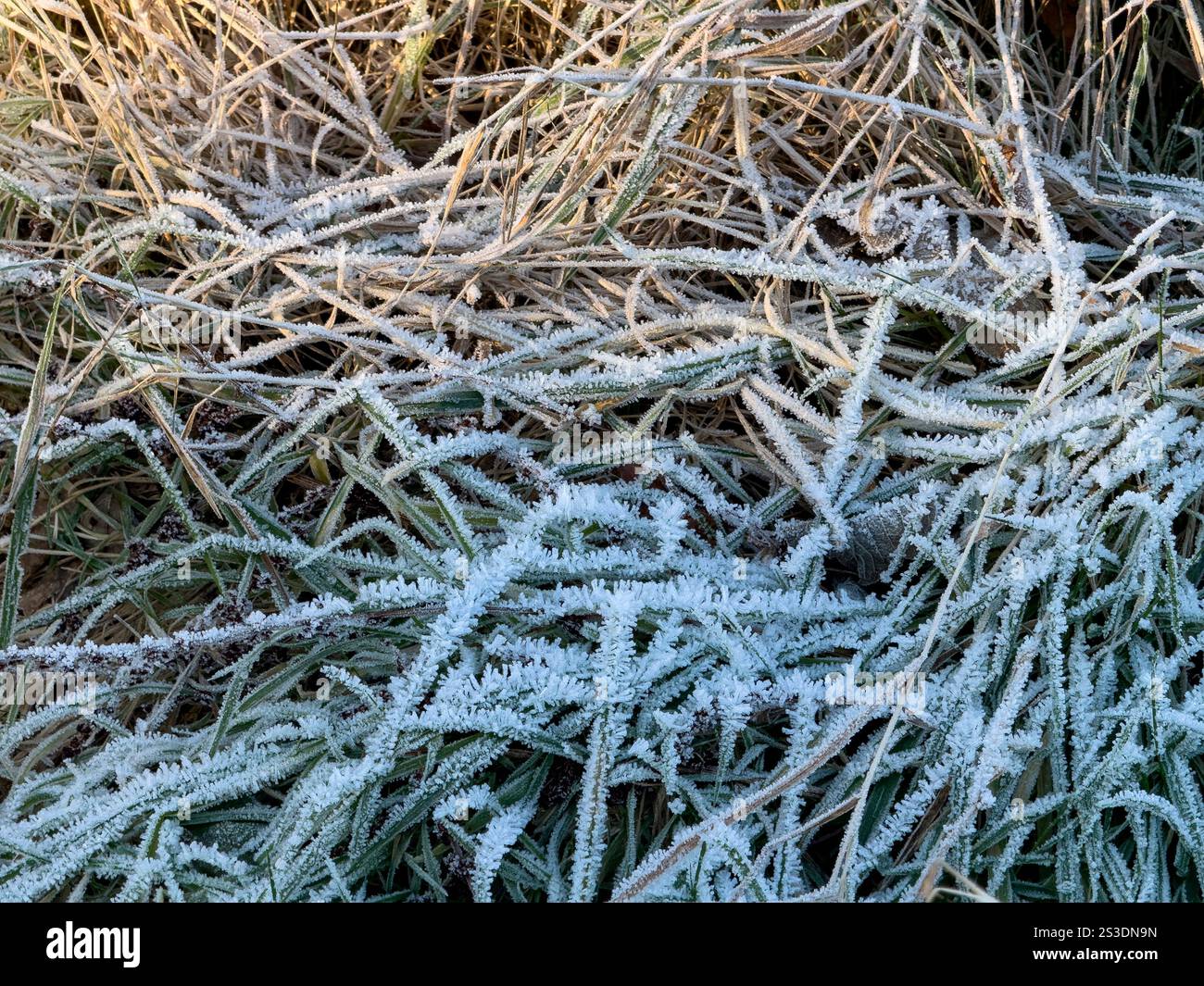 Givre cristallin (givre de houle ou givre de rayonnement) provenant du dépôt de vapeur d'eau à la surface de l'air à faible humidité. Banque D'Images