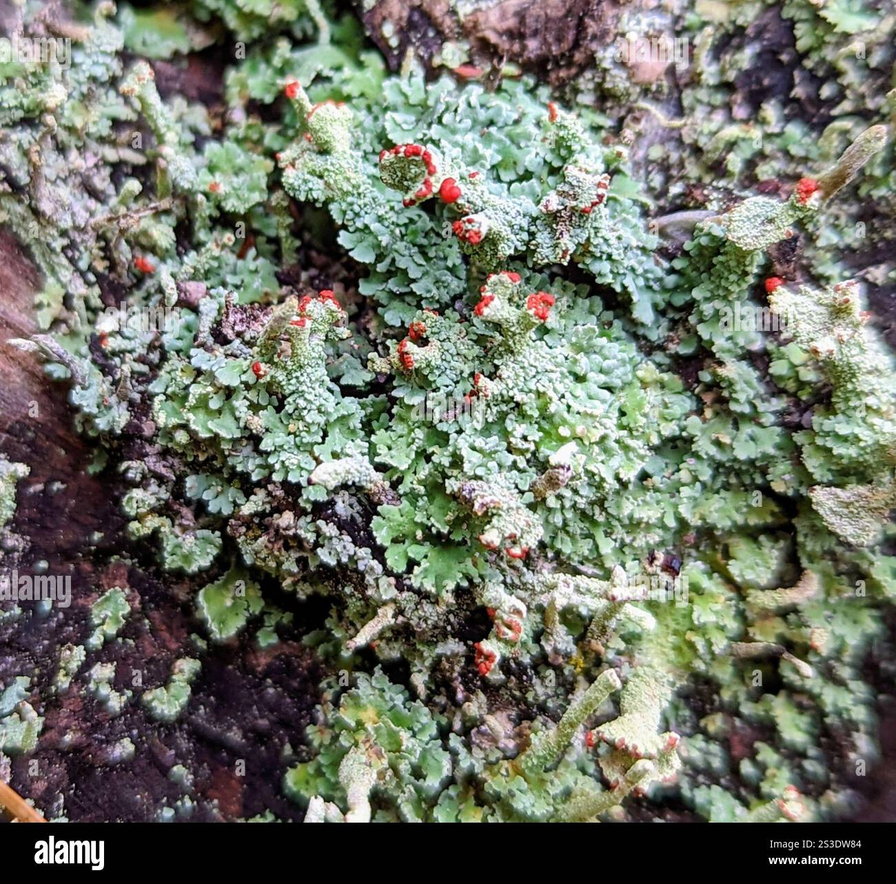 Soldats jouets (Cladonia bellidiflora) Banque D'Images