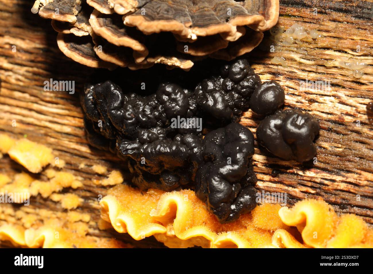 Beurre de Warlock (Exidia nigricans) Banque D'Images