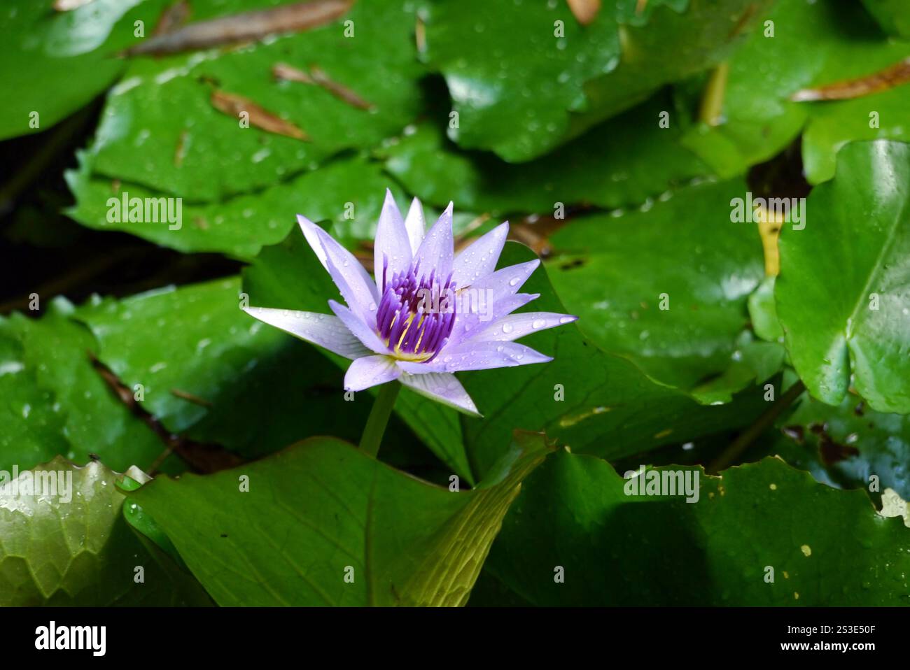 Single Blue Nymphaea caerulea (Lotus Bleu) dans un étang au jardin de Balata Garden, Fort-de-France, Martinique, Antilles, Caraïbes. Banque D'Images