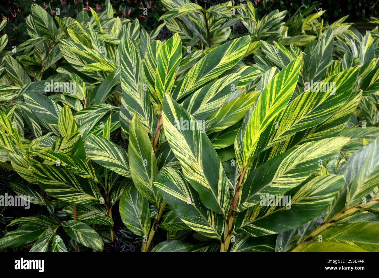 Vert/jaune feuilles d'Alpinia Zerumbet (gingembre coquille) variées cultivées au jardin de Balata Garden, Fort-de-France, Martinique, Antilles, Caraïbes. Banque D'Images