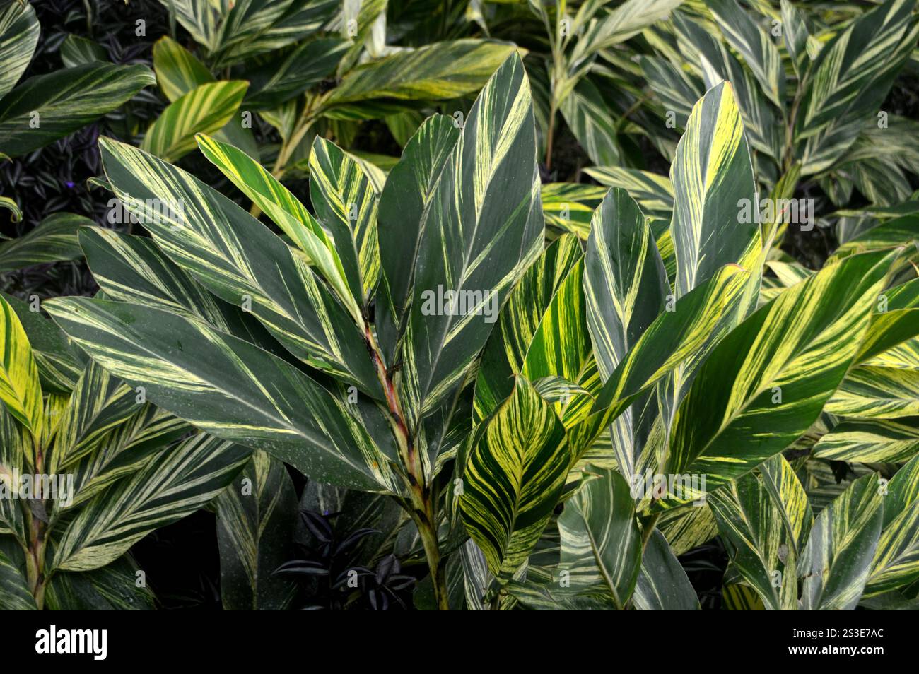 Vert/jaune feuilles d'Alpinia Zerumbet (gingembre coquille) variées cultivées au jardin de Balata Garden, Fort-de-France, Martinique, Antilles, Caraïbes. Banque D'Images