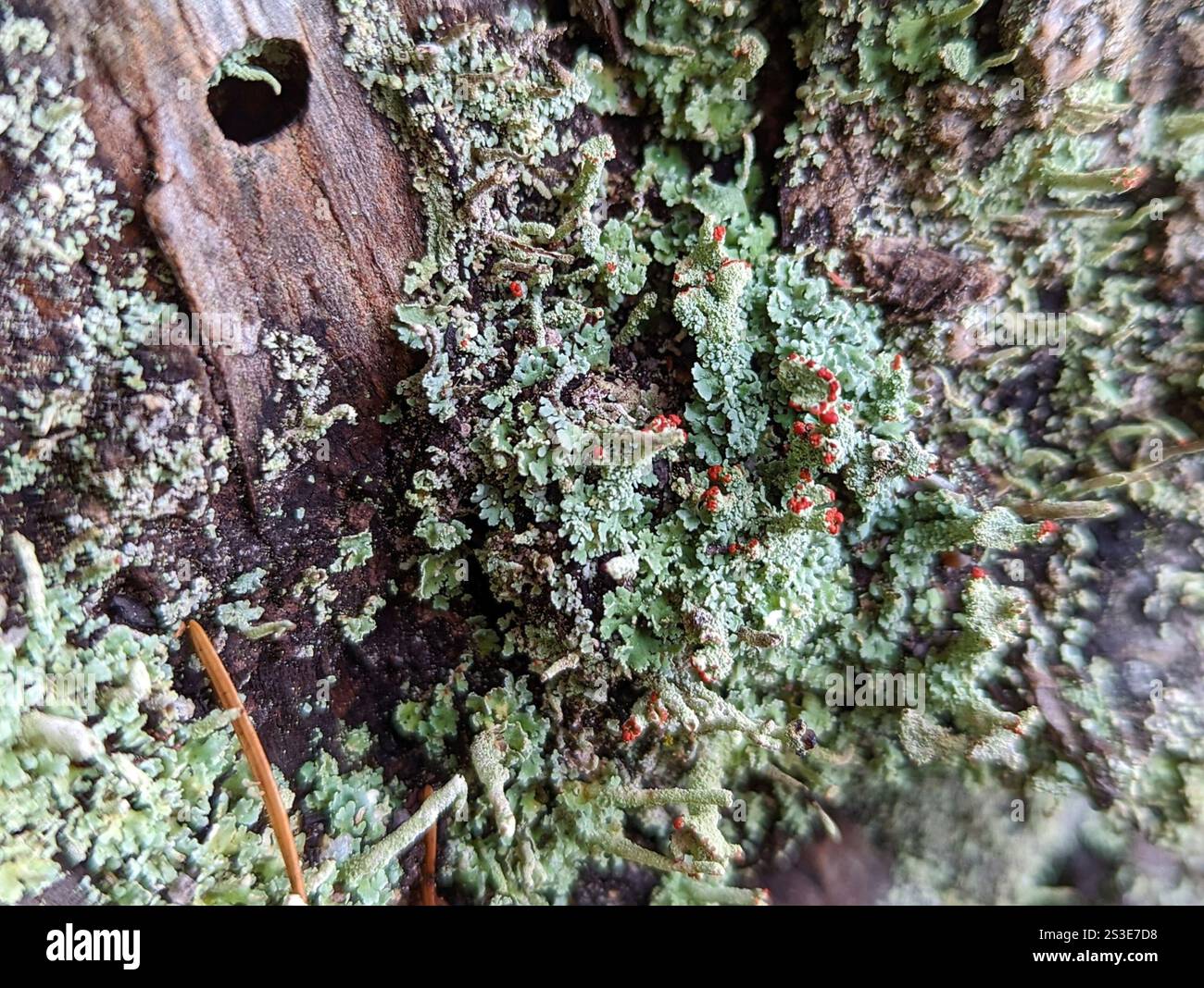 Soldats jouets (Cladonia bellidiflora) Banque D'Images