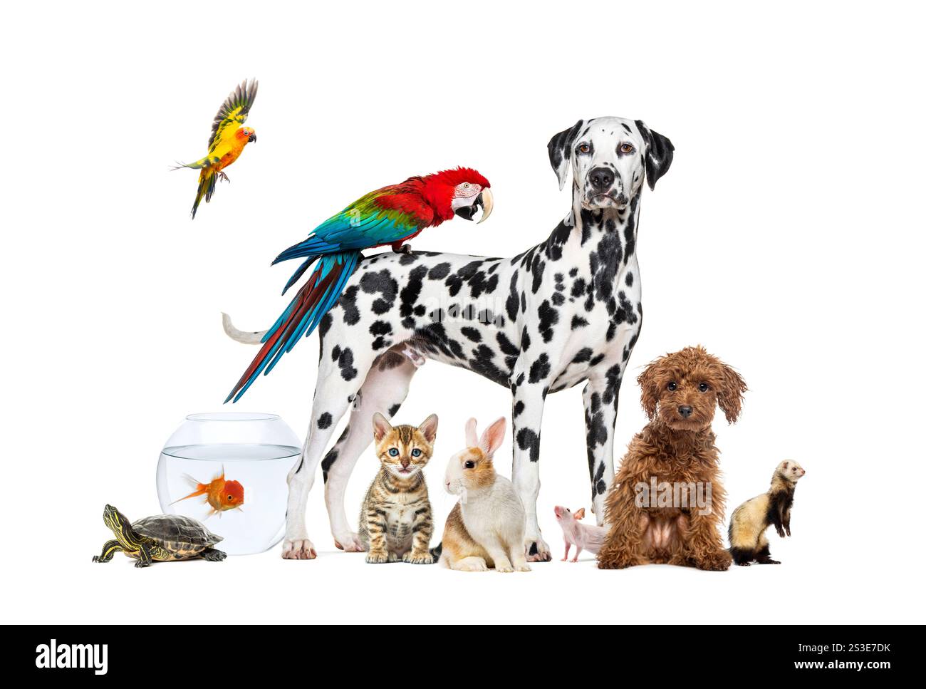 Groupe d'animaux de compagnie autour d'un chien debout avec un aras sur son dos est entouré par d'autres animaux de maison communs, chat, furet, lapin, oiseau, poisson, rongeur Banque D'Images