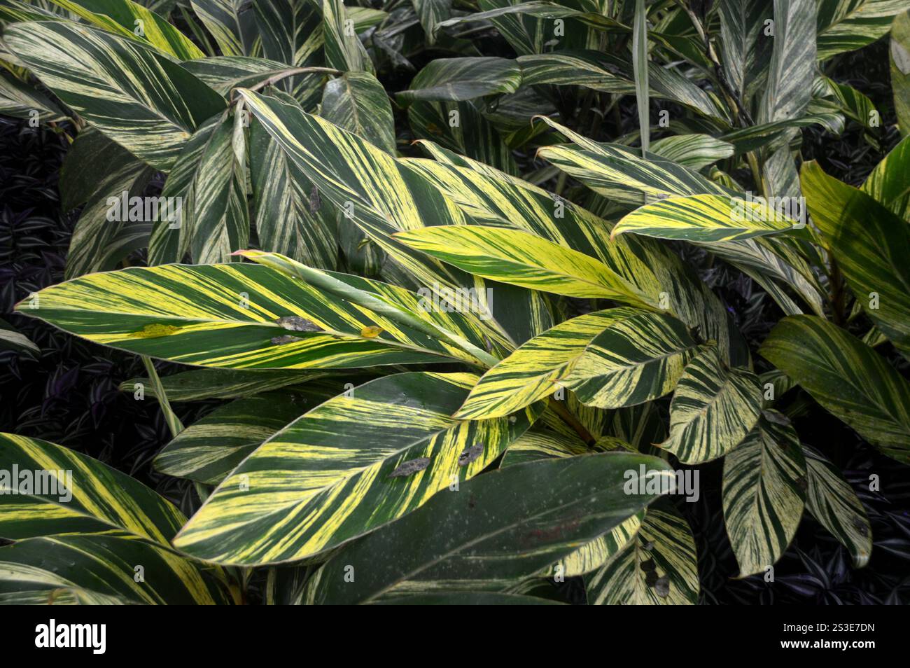 Vert/jaune feuilles d'Alpinia Zerumbet (gingembre coquille) variées cultivées au jardin de Balata Garden, Fort-de-France, Martinique, Antilles, Caraïbes. Banque D'Images