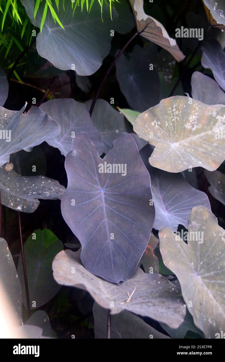 Colocasia esculenta 'Black Magic' (oreilles d'éléphant noir) feuilles cultivées au jardin de Balata, Fort-de-France, Martinique, Antilles, Caraïbes. Banque D'Images