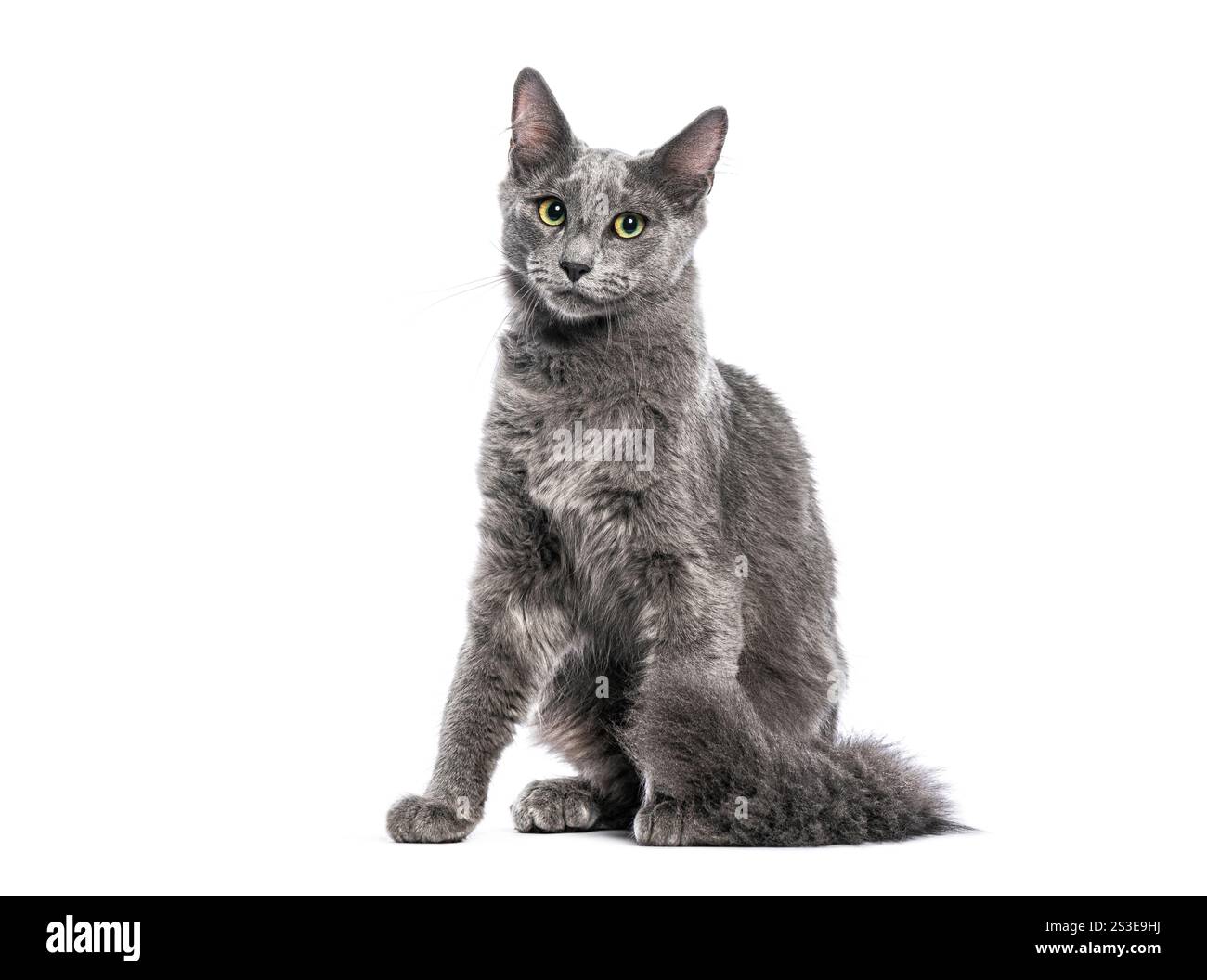 Chat Nebelung gris assis et regardant vers l'avant sur fond blanc Banque D'Images