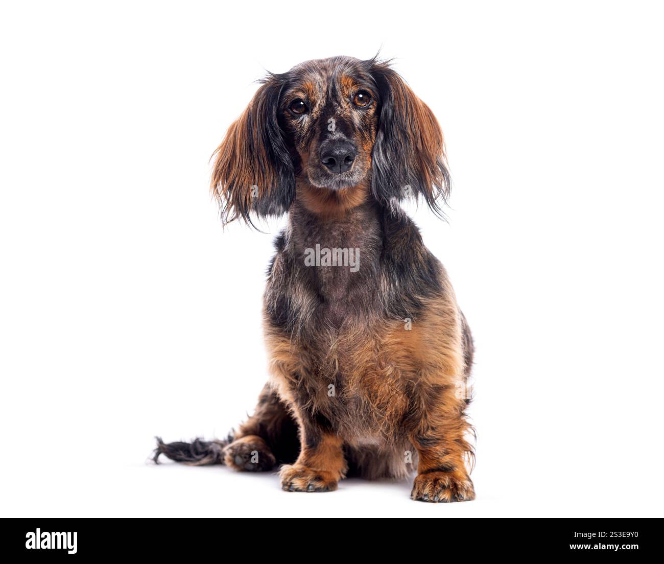 Beau teckel à poil long assis et regardant vers l'avant sur un fond blanc Banque D'Images