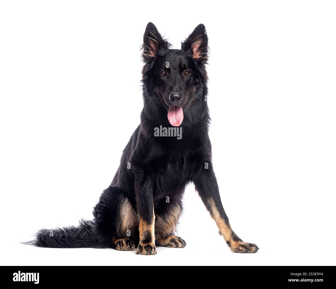 Portrait d'un beau chien berger allemand noir haletant et regardant vers l'avant Banque D'Images