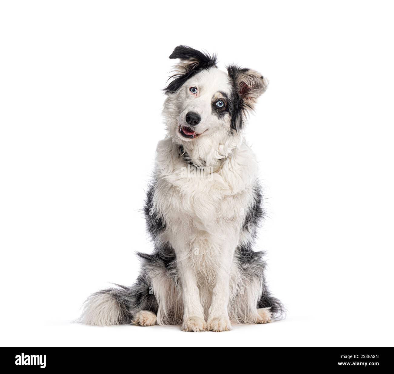 Adorable chien Border collie assis et inclinant la tête avec curiosité, mettant en valeur son beau pelage et ses yeux noirs Banque D'Images