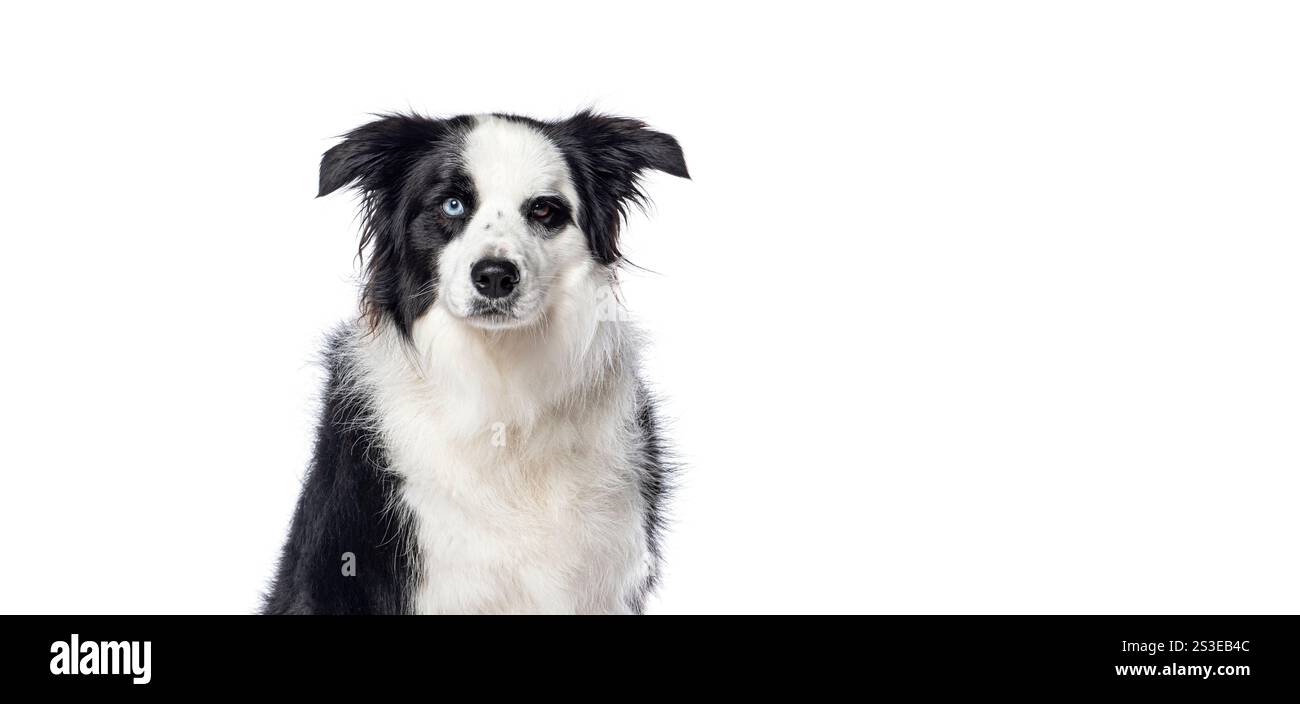Chien Border collie assis et montrant ses yeux noirs et son hétérochromie, yeux de couleur différente, isolé sur fond blanc Banque D'Images