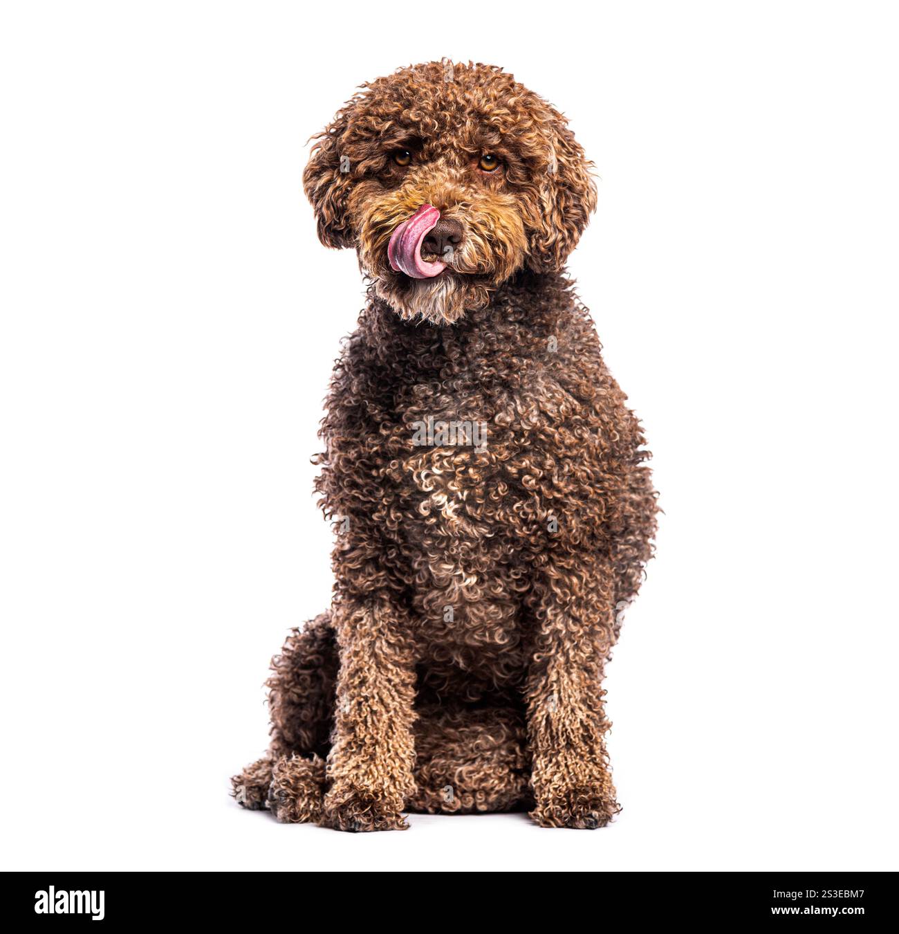 Adorable chien d'eau espagnol assis et léchant son nez, isolé sur blanc Banque D'Images